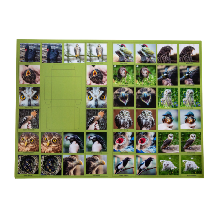 Pexeso labuť černá